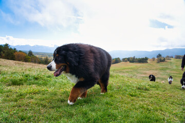 Fototapeta na wymiar 草原で遊ぶバーニーズマウンテンドッグ