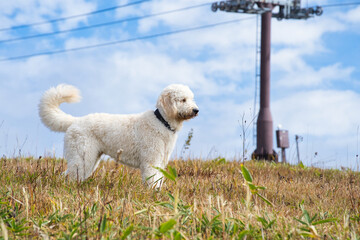 草原に立つゴールデンドゥードル
