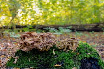 Selective focus of wild mushrooms growing on tree stump with green moss in the forest, Armillaria ostoyae is a species of fungus, pathogenic to trees, in the family Physalacriaceae, Nature background.