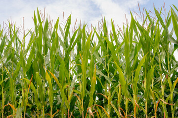Obraz premium Landscape nature view of young corn trees in the field with green leaves under blue sky and white could, Full grown maize plants in plantation on countryside, Agriculture industry in Netherlands.