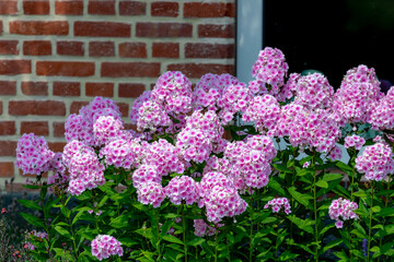 Selective focus bushes of pink flowers with green leaves in the garden, Phlox paniculata is a...