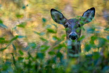 Shy deer in woody setting