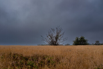 Obraz na płótnie Canvas Bare tree in fog and field of grass