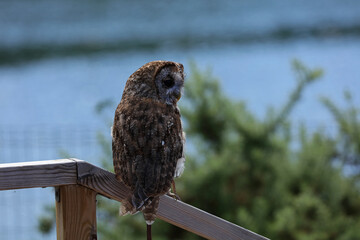 Portrait of Tawny Owl - Brown Owl, France
