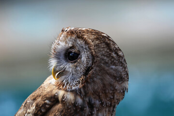 Portrait of Tawny Owl - Brown Owl, France