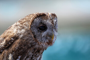 Portrait of Tawny Owl - Brown Owl, France