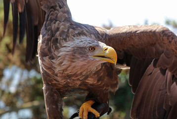 Golden eagle - birds of prey, France