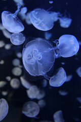 Moon jellyfish swimming in the water