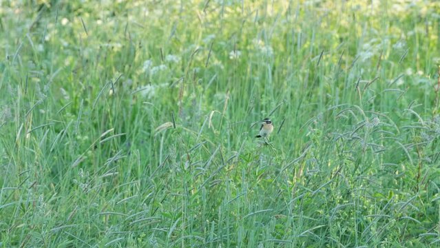 European songbird Whinchat perched on vegetation on a meadow. Shot on a summer morning in Estonia, Northern Europe.	