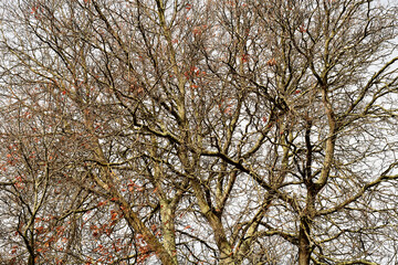 Tree in autumn stripped bare