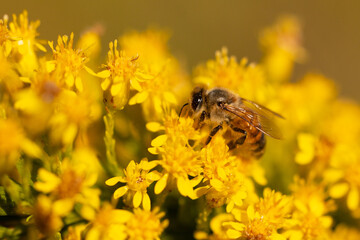 A honeybee (Apis mellifera), or a similar looking species of bee, visits goldenrod (Solidago sp.) flowers.