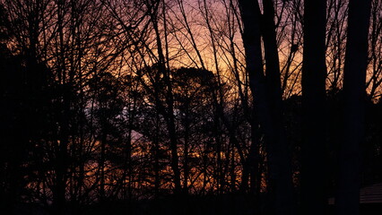 Fototapeta premium fire in the forest