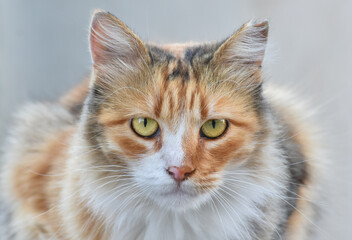 Beautiful cat looking at camera.  Cat face closeup, isolated