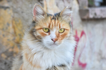 Naklejka na ściany i meble Beautiful cat looking at camera. Cat face closeup, isolated