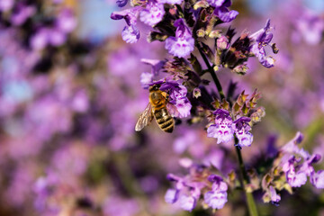 Obraz na płótnie Canvas bumblebee on lavender