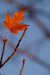 red autumn leaves