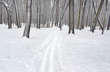 Winter forest or park with ski track