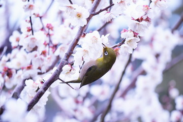 美しい梅の花と可愛いメジロ