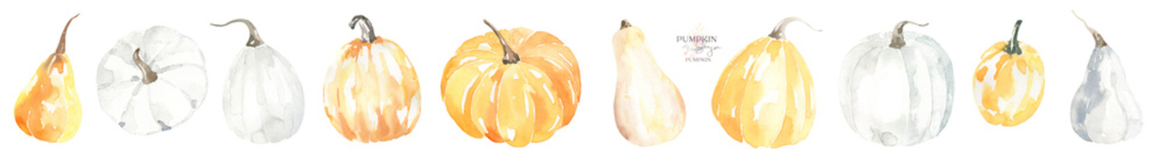 Watercolor pumpkins illustration. Boho, thanksgiving,harvest autumn vegetable.Organic food,squash drawing for fall wedding,baby shower,save the date,greeting card, stationery, pattern,frame wreath,diy