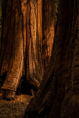 Morning Light Highlights The Bark and Forest Floor Between Sequoia Trees