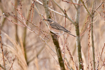 河原のハチジョウツグミ