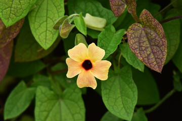 秋のツンベルギアの花