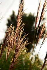 夕日が当たるススキ