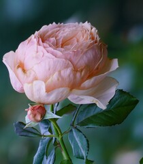 美しい薔薇の花