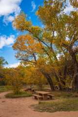 Vibrant yellow autumn leaves of Cottonwood trees and benches at Paseo del Bosque Trail along the Rio Grande River in Albuquerque, New Mexico, USA