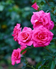 美しい薔薇の花