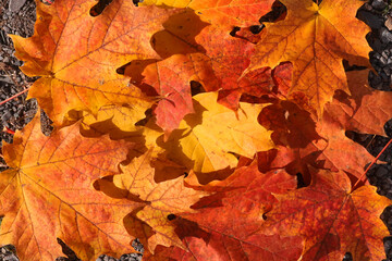 Naklejka na ściany i meble Fall leaves on the ground in a farm trail on beautiful sunny autumn day