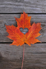 Naklejka na ściany i meble Bright orange maple leaf with heart cut out on weatheed deck lumber