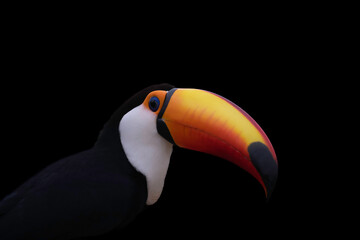 Toco Toucan portrait  on a black background