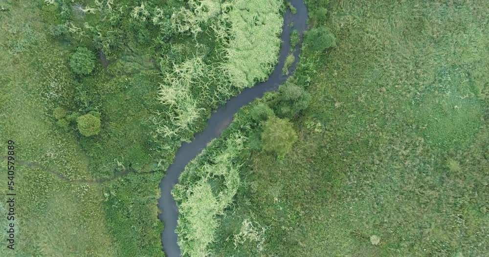 Poster aerial view of green summer forest and river from above. video using the copter. top view
