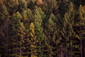 日光白根山周辺の紅葉した山の景色