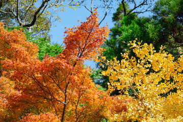 冠嶽神社の周辺の紅葉
