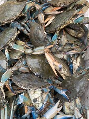 Live fresh blue crabs on ice