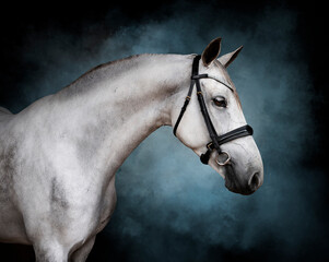 Portrait of a white horse wearing a bridle on a blue painterly backdrop abstract texture