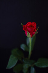 Fototapeta premium rose001