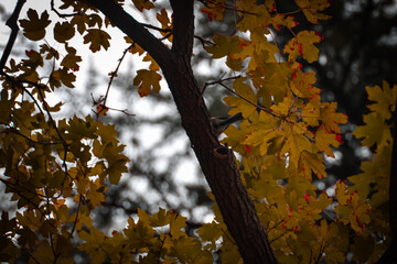autumn leaves on a tree