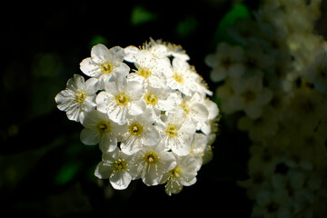 Close up of a Reeve's Spiraea or May Bush in bloom. A delicate cluster of white flowers growing on a green bush. Dappled light (sunlight) filtered through it's green foliage