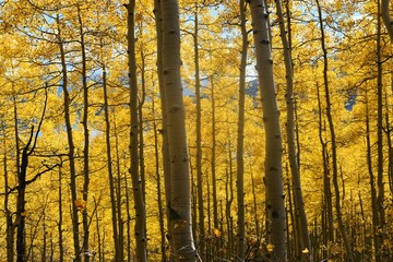 autumn forest in the morning
