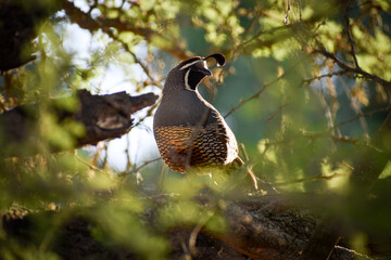 Callipepla californica