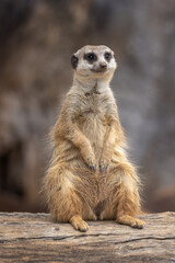 It’s insane how people came to tell me this meerkat’s expression reminds them of Vladimir...