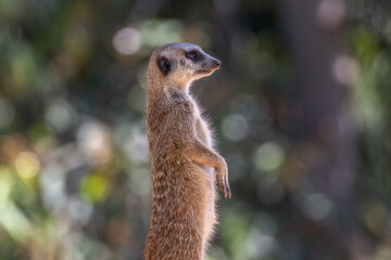 Meerkat (suricata suricatta) seen in profile with bokeh effect in the background