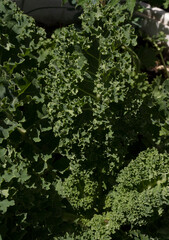 Organic goods. Closeup view of fresh kale leaves growing in the kitchen garden.