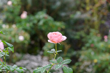 Rose Garden in the Rain