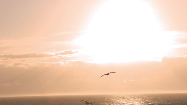 Seagulls flying near the ocean at sunset, coastal, Vancouver Island, birds, sunset sky, sunset ocean. 4K 24FPS.