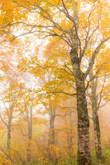 autumn trees in the forest