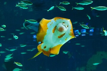 人気者のアカエイ © kat334